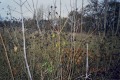__1_0941_800x.jpg (thumbnail)