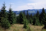 043_Piciorul_800x600.jpg (thumbnail)