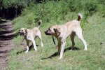 049_Piciorul_800x600.jpg (thumbnail)