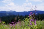 050_Gyalulat_800x600.jpg (thumbnail)