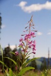 051_Gyalulat_800x600.jpg (thumbnail)