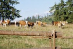 060_Rivo_800x600.jpg (thumbnail)