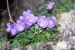 103_Licas_800x600.jpg (thumbnail)