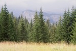 193_Ghilcos-widok na Suhardul Mic_800x600.jpg (thumbnail)