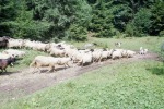 201_Kerekut_800x600.jpg (thumbnail)