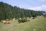 218_Barany-nyak_800x600.jpg (thumbnail)