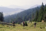 219_Barany-nyak_800x600.jpg (thumbnail)