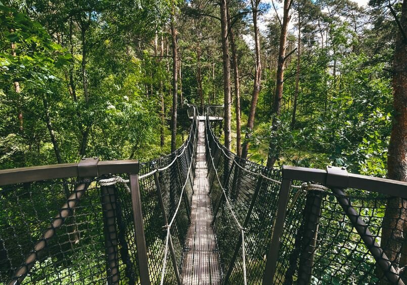 Mostki w koronach drzew